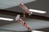 Saalflugtag 2023 - 36